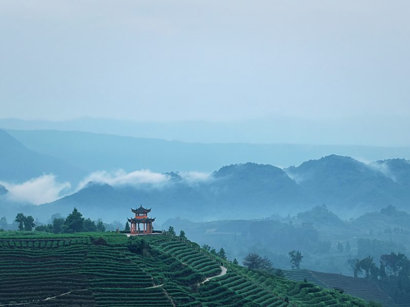 Niunianping Tea Garden