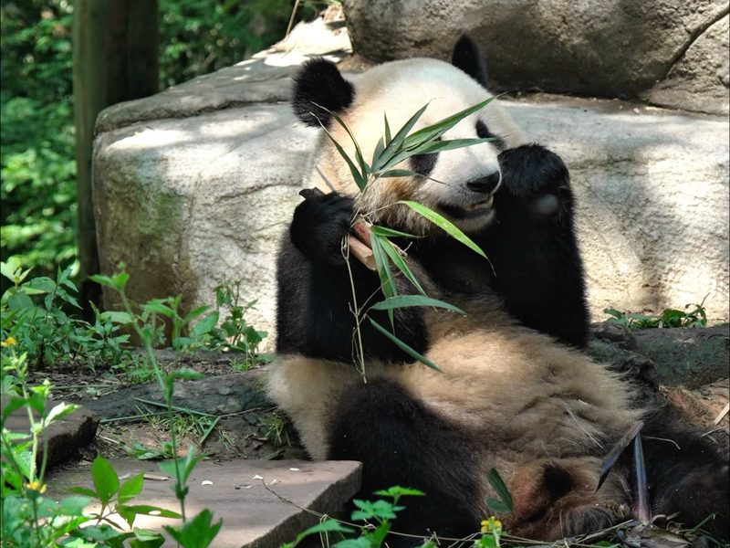 Bifengxia Panda Base