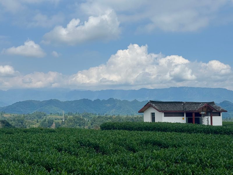 Niunianping Tea Garden