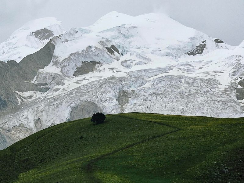 The Lone Tree