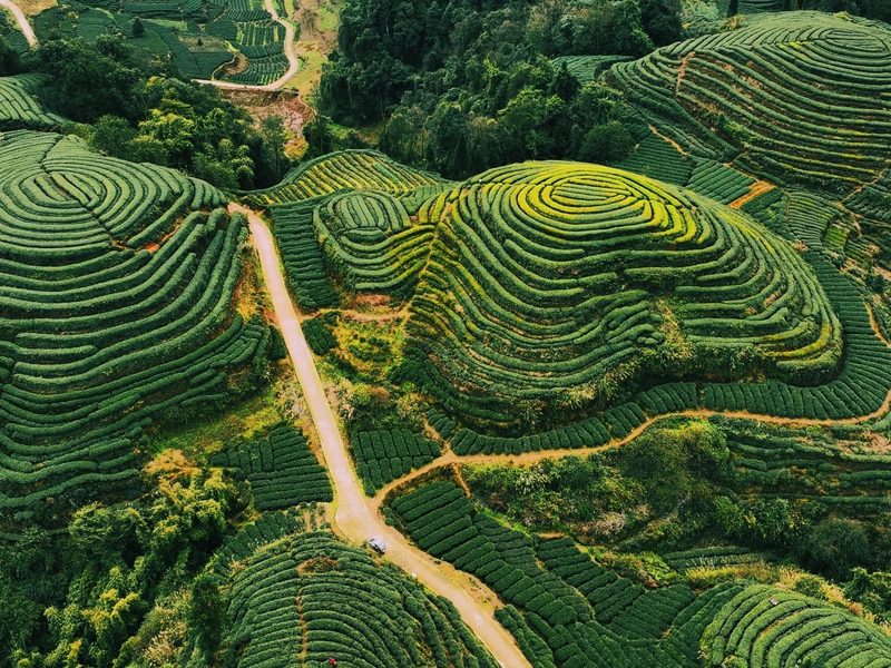 Niunianping Tea Garden
