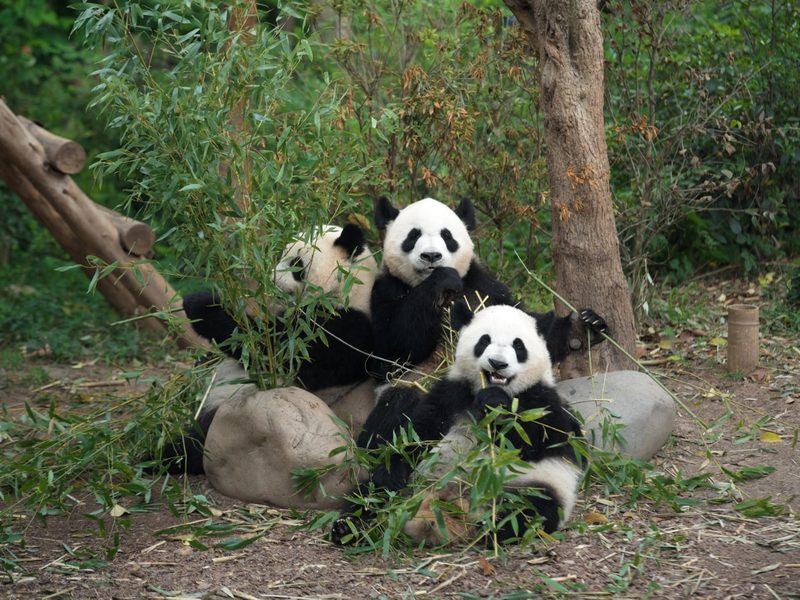 Dujiangyan Panda Base
