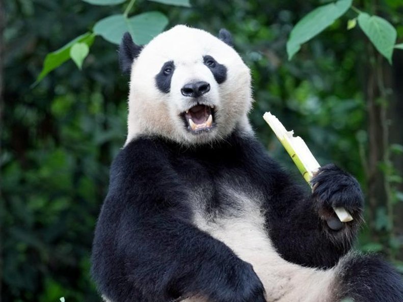 Bifengxia Panda Base