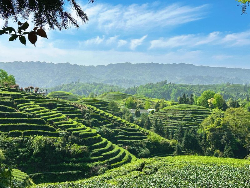 Niunianping's 10,000-Mu Tea Garden