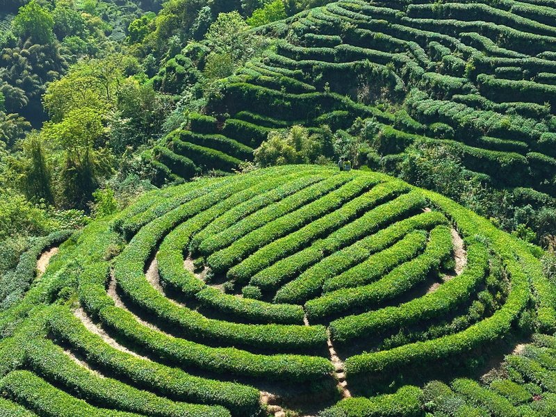 Niunianping's 10,000-Mu Tea Garden