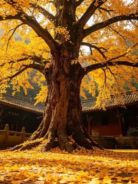 Golden ginkgo tree at a temple on Mount Qingcheng
