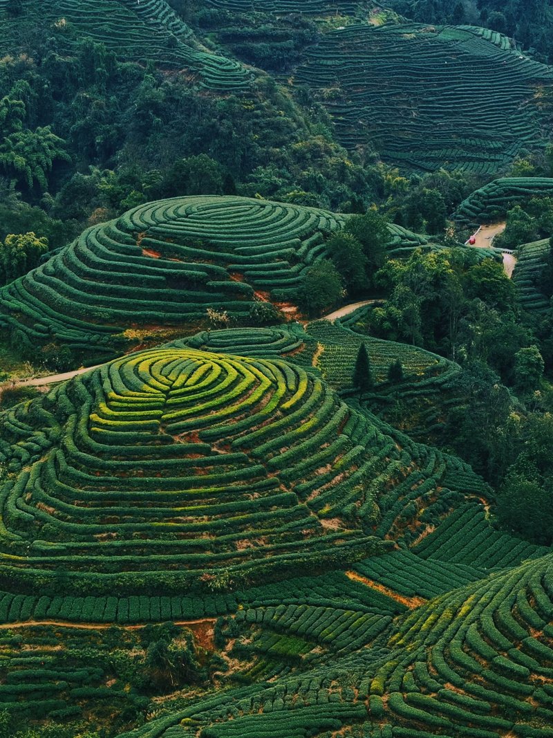 Spiral-shaped tea terraces in Ya'an, nicknamed Earth's Fingerprint