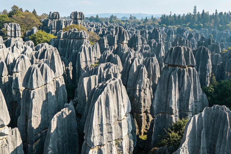 Stone Forest